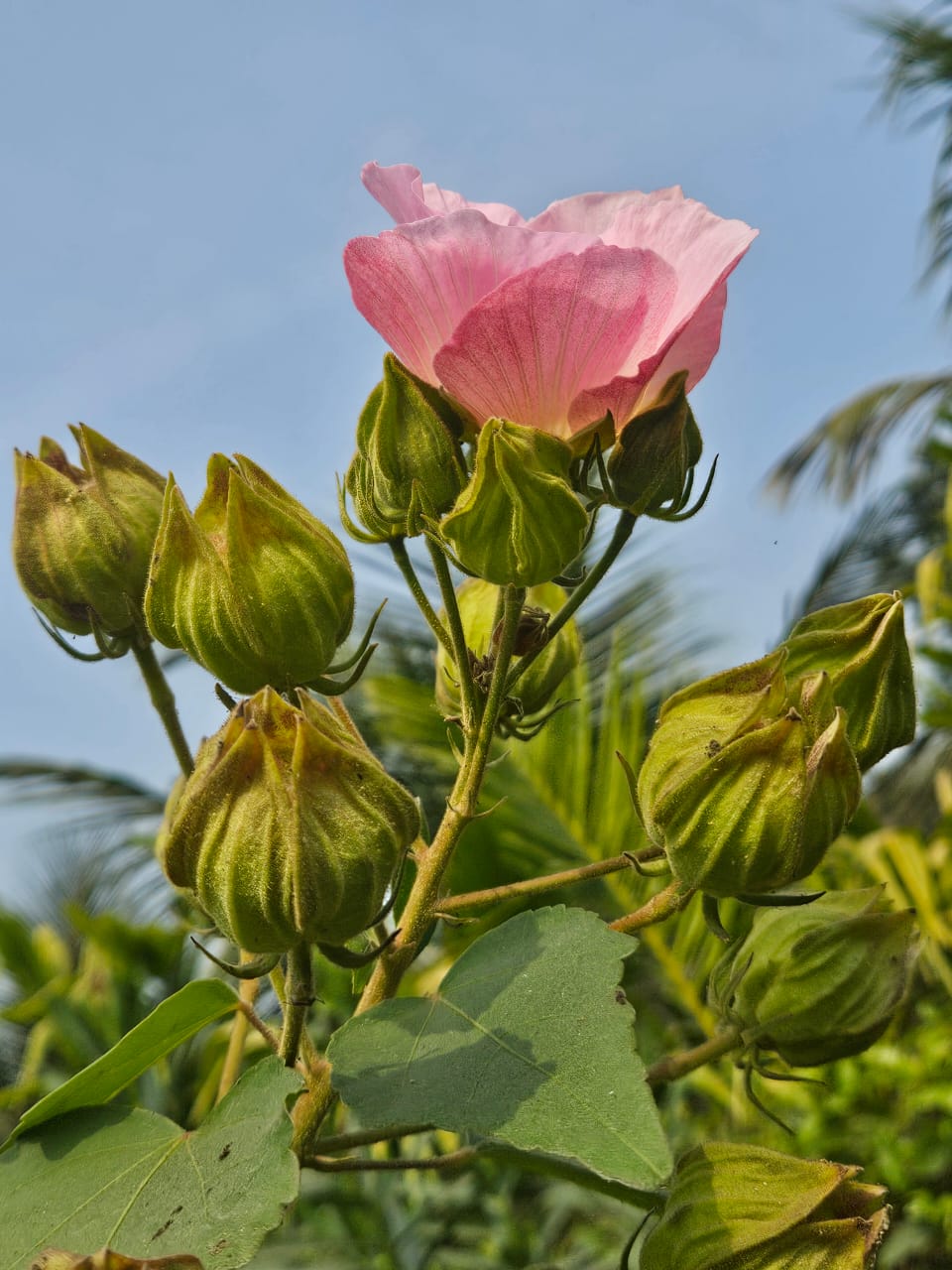 Pink Cotton Rose — Confederate Rose